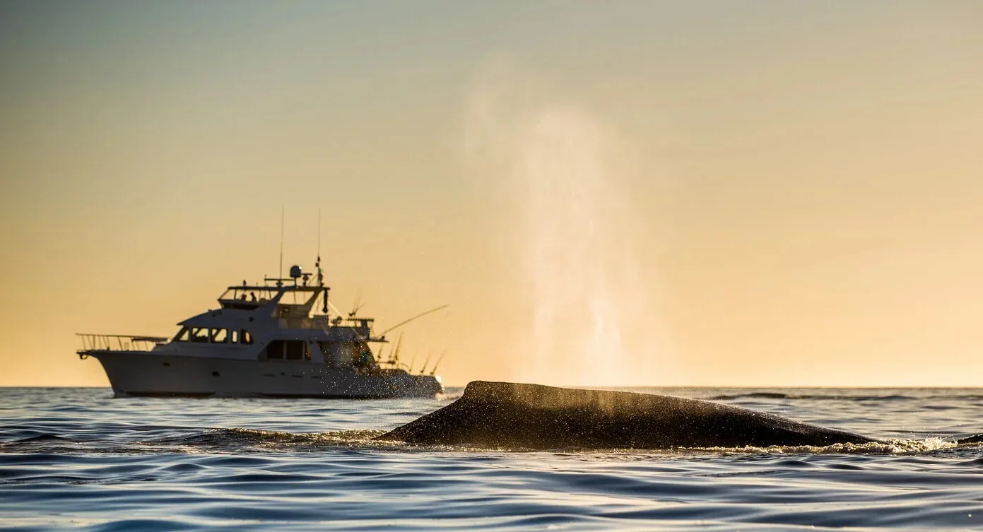 A boat on open water at sunset