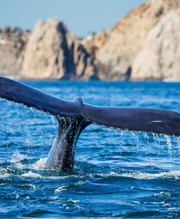 Whale Watching, Fishing Charters, Yacht Management, Yacht Charters, Delivery Services, & Captain And Crew Services In San Diego, California.